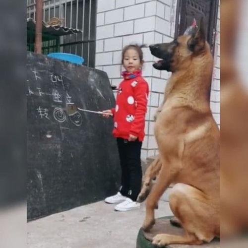 网友爆料训犬师视频大全,网友爆料视频大全